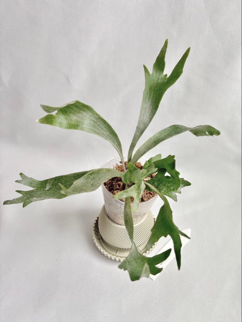 【メルカリ便】P. Willinckii Spur(TC) 【23】