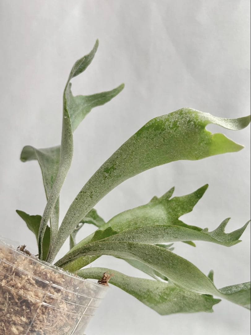 【メルカリ便】P. Willinckii Spur(TC) 【23】