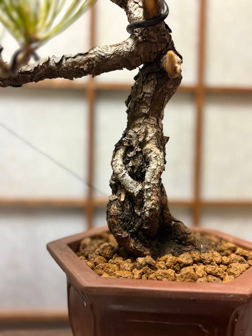 赤松盆栽❗️フォロワー様170人記念❗️値下げ❗️根上がり盆栽❗️黒松盆栽真柏盆栽