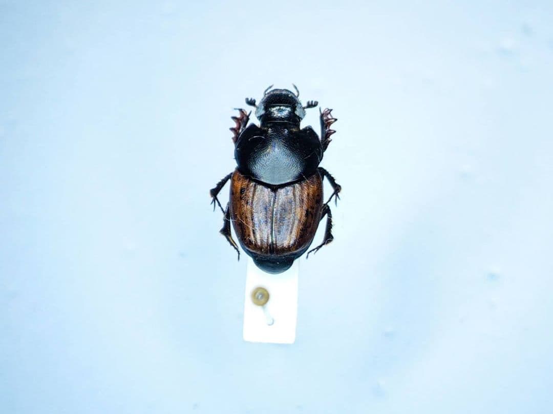 カワセミ　昆虫標本　コガネムシ