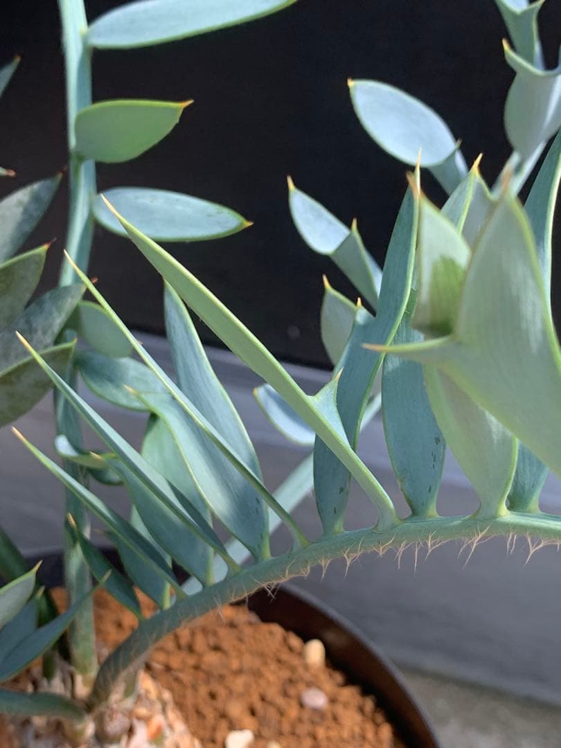 【南ア産・発根済】エンセファラルトス・ホリダス ｜青白葉＆新葉ありNo3-40