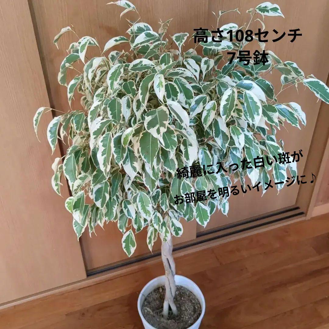 観葉植物　フィカスベンジャミナ・スターライトビューティークイーン　ねじり　7号