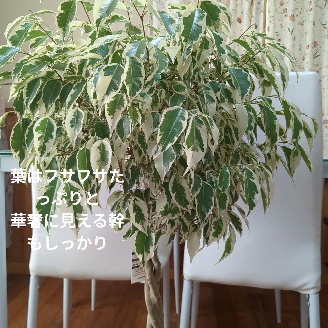 観葉植物　フィカスベンジャミナ・スターライトビューティークイーン　ねじり　7号