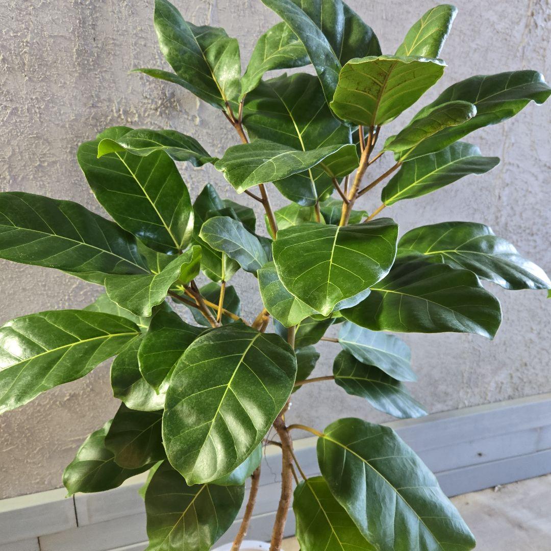 ①　フィカス　アフリカンプリンセス　曲がり仕立て８号最高等級極上品‼️希少品種