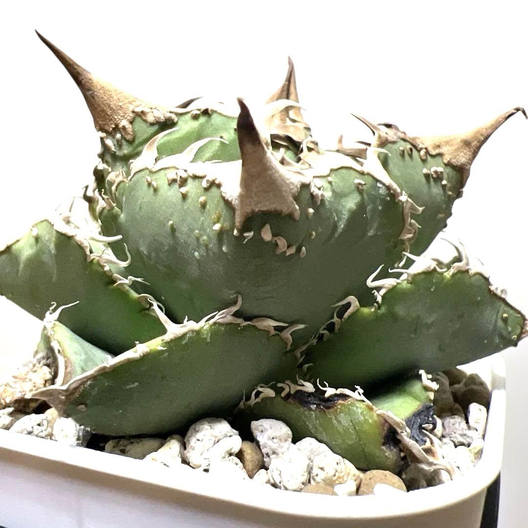アガベ 鉢植発送 ブツブツ系 ノーネーム 極上血統 スペシャル個体 超特選株