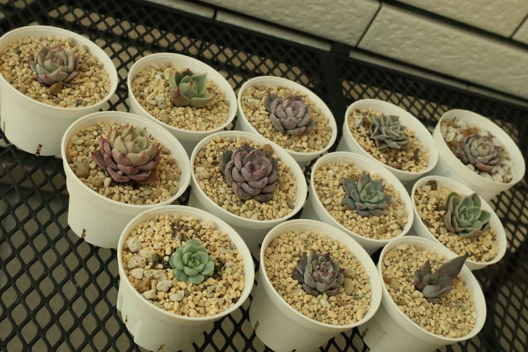 【おらいさん苗 】そわそわ、白玉美尼ほか10苗セット（多肉植物）