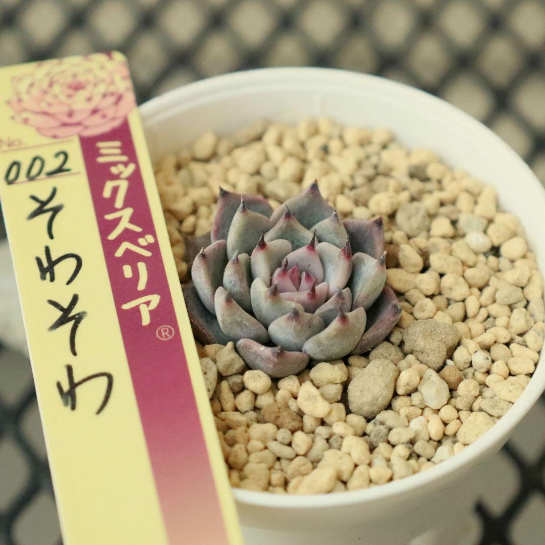 【おらいさん苗 】そわそわ、白玉美尼ほか10苗セット（多肉植物）