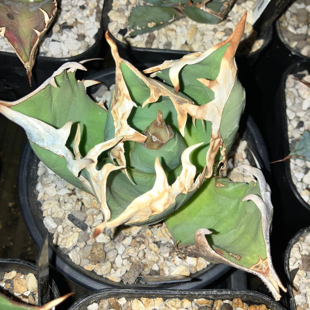 アガベ　オアハカwild 現地株