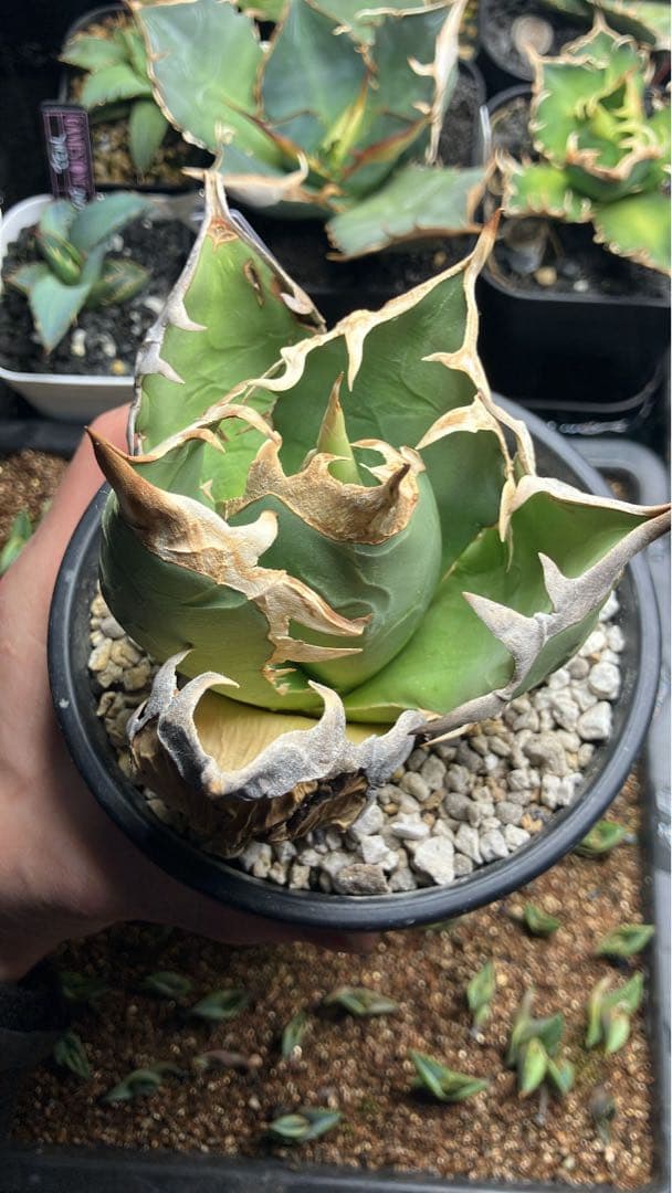 アガベ　オアハカwild 現地株