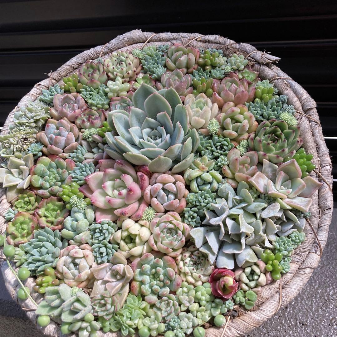 多肉植物　寄せ植え　韓国苗　特大