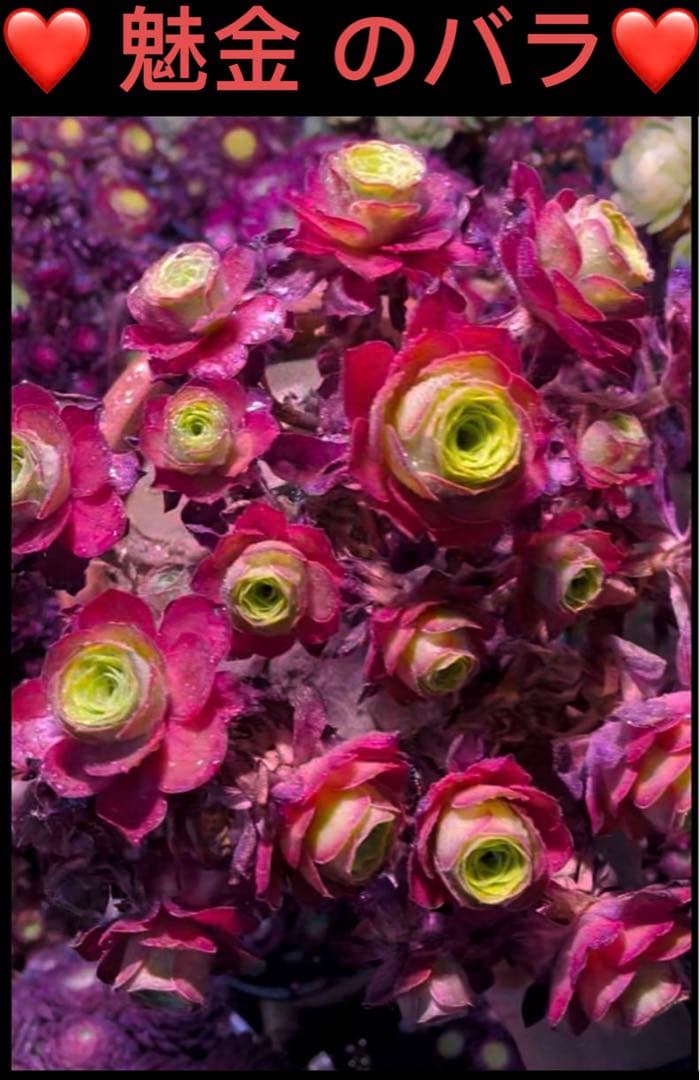 ❤️多肉植物❤️アエオニウム錦❤️ 魅金 のバラ❤️ 状態図