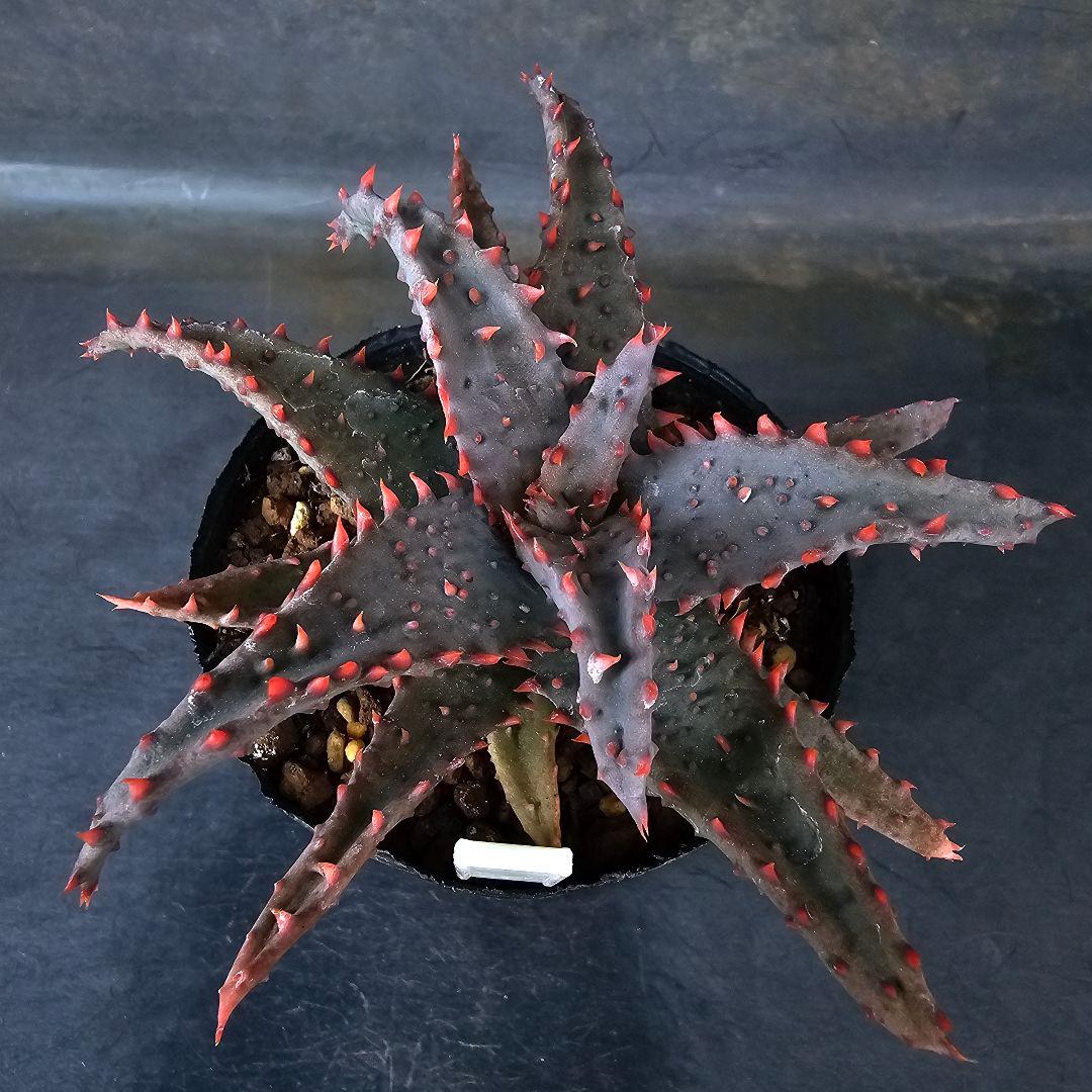 多肉植物 アロエ 苺怪獣(ロウルサンコさんラベル付き)