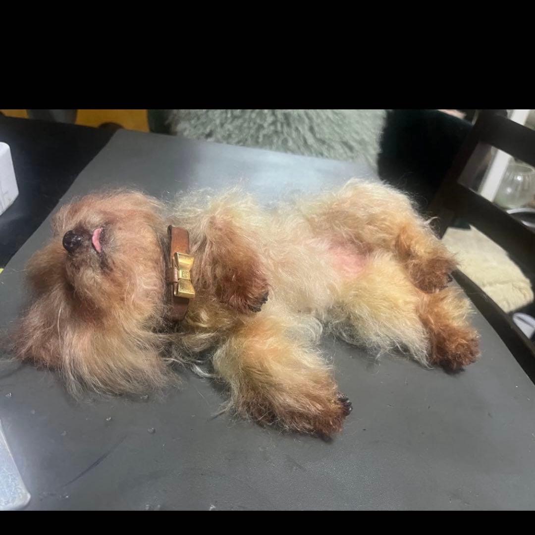 ヨークシャテリア