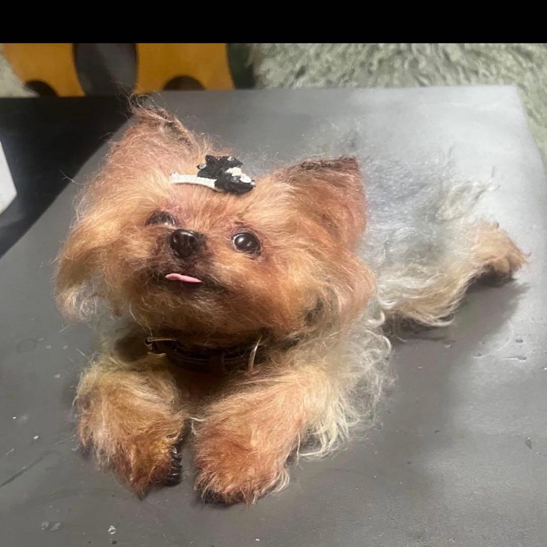 ヨークシャテリア