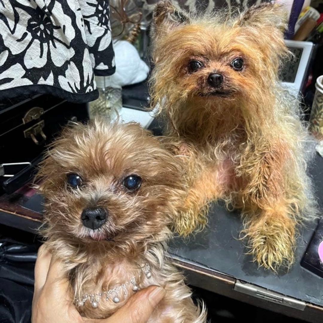 ヨークシャテリア