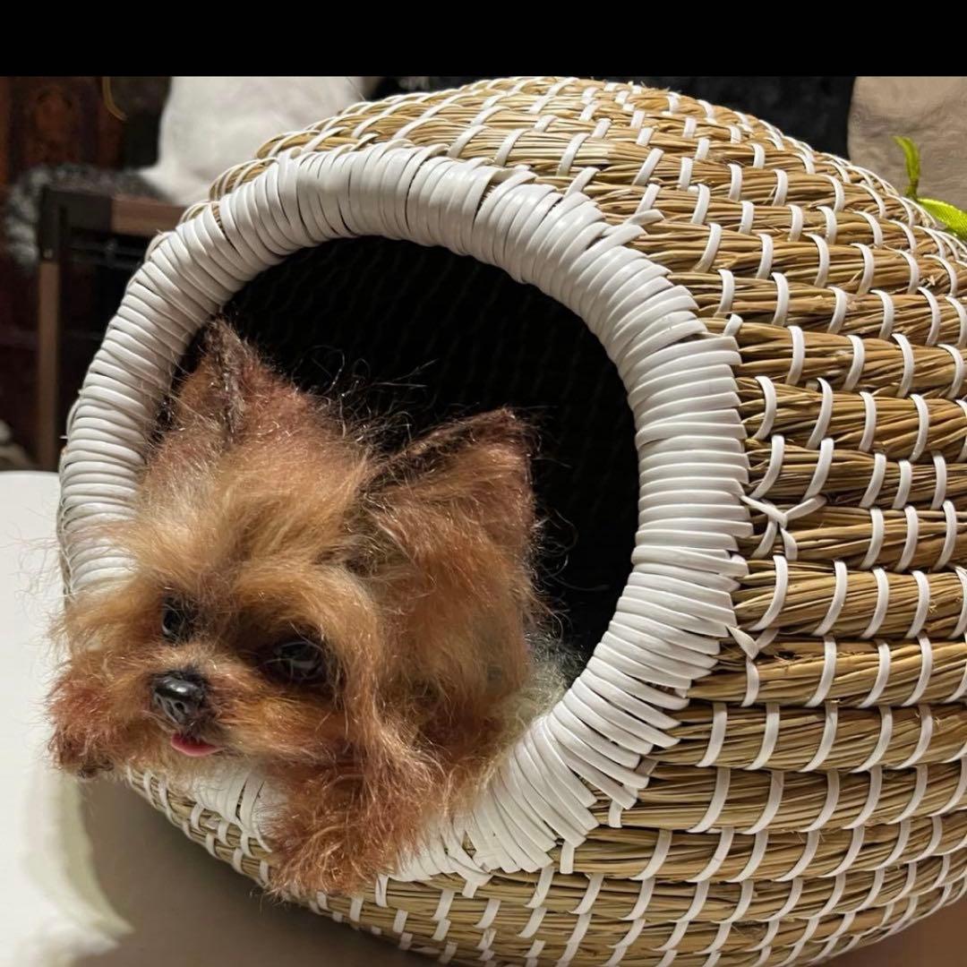 ヨークシャテリア