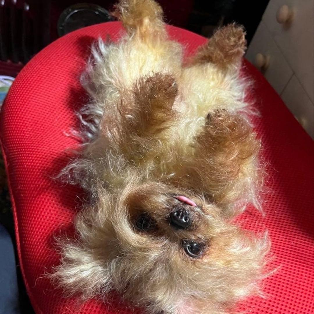 ヨークシャテリア