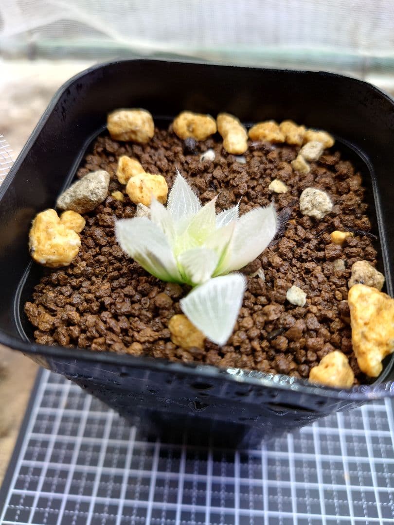 【白狐伝】発芽発根済み　超おすすめ！