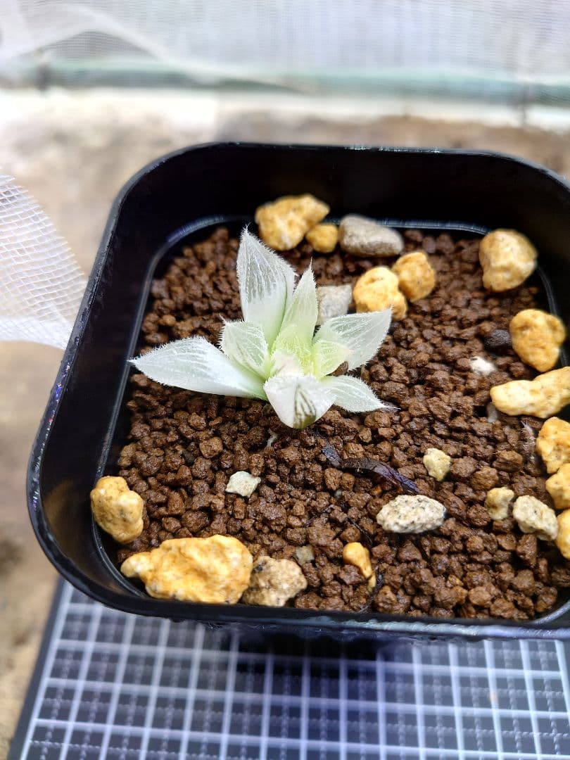 【白狐伝】発芽発根済み　超おすすめ！