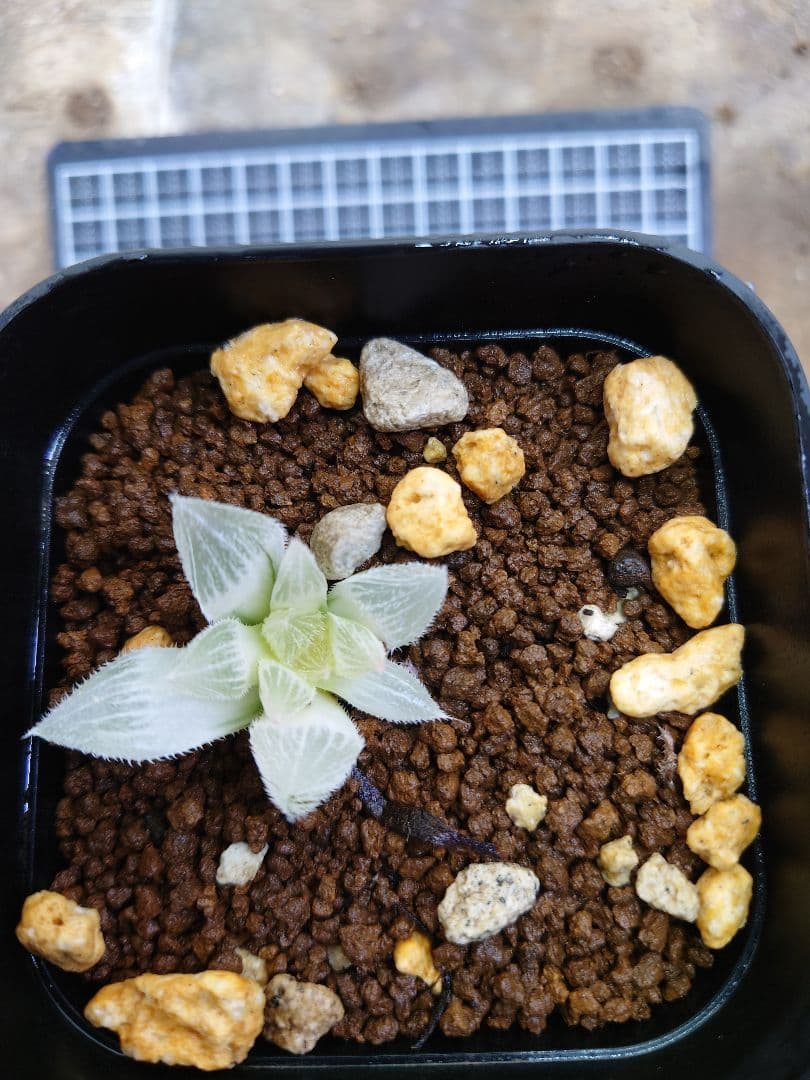 【白狐伝】発芽発根済み　超おすすめ！