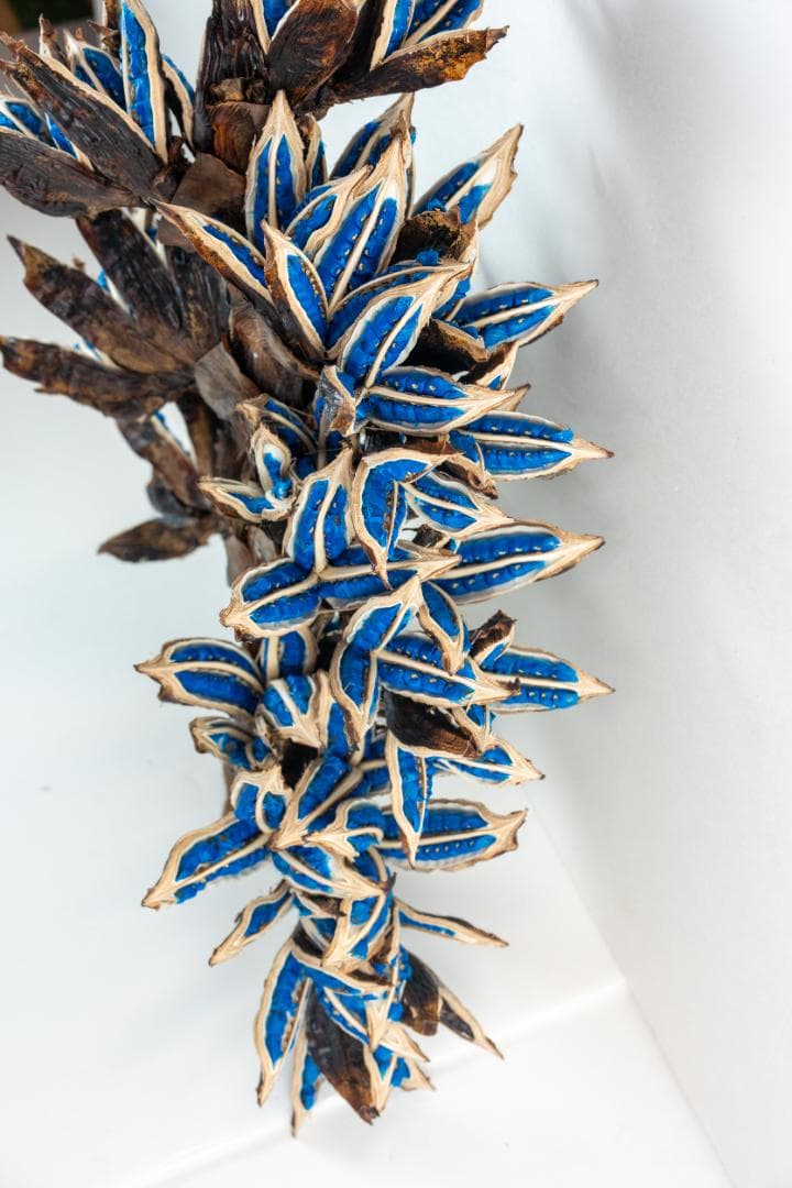 タビビトノキ 青い種 4 旅人の木 オオギバショウ 丸ごと 種子