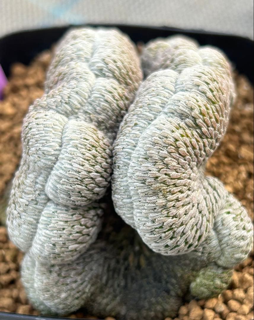 ペレキフォラ　精巧丸綴化