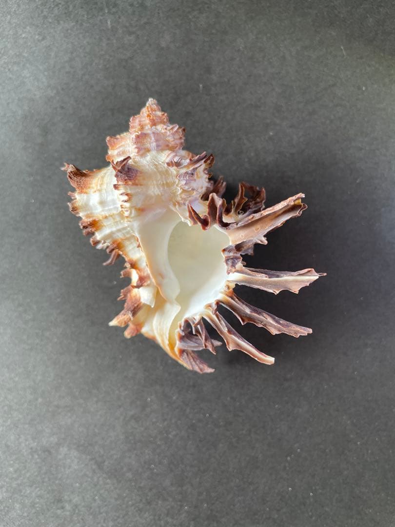 【極美品】天然 貝殻 5点豪華セット（オウムガイ・ホネガイ・シノマキガイ他）