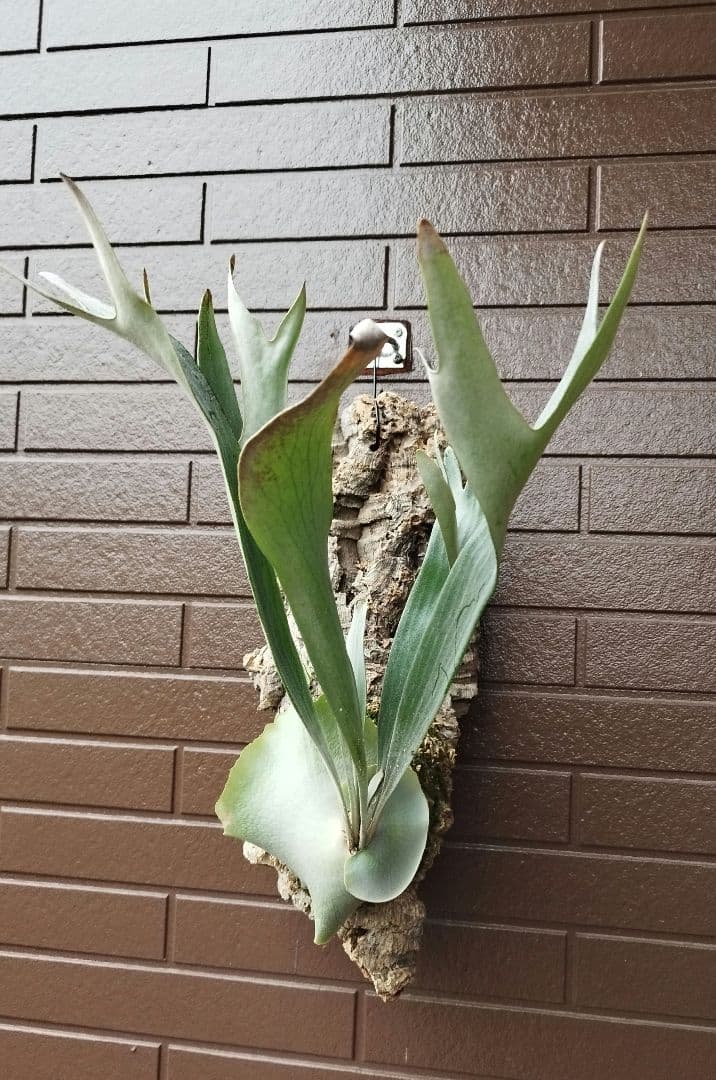 hillii dwarf (oc) ヒリードワーフ　ビカクシダ　NO.3