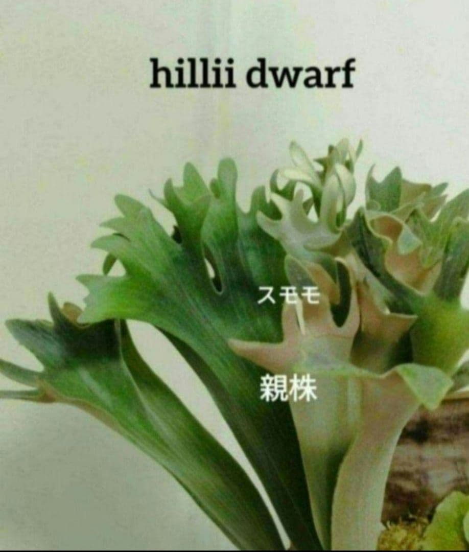 hillii dwarf (oc) ヒリードワーフ　ビカクシダ　NO.3