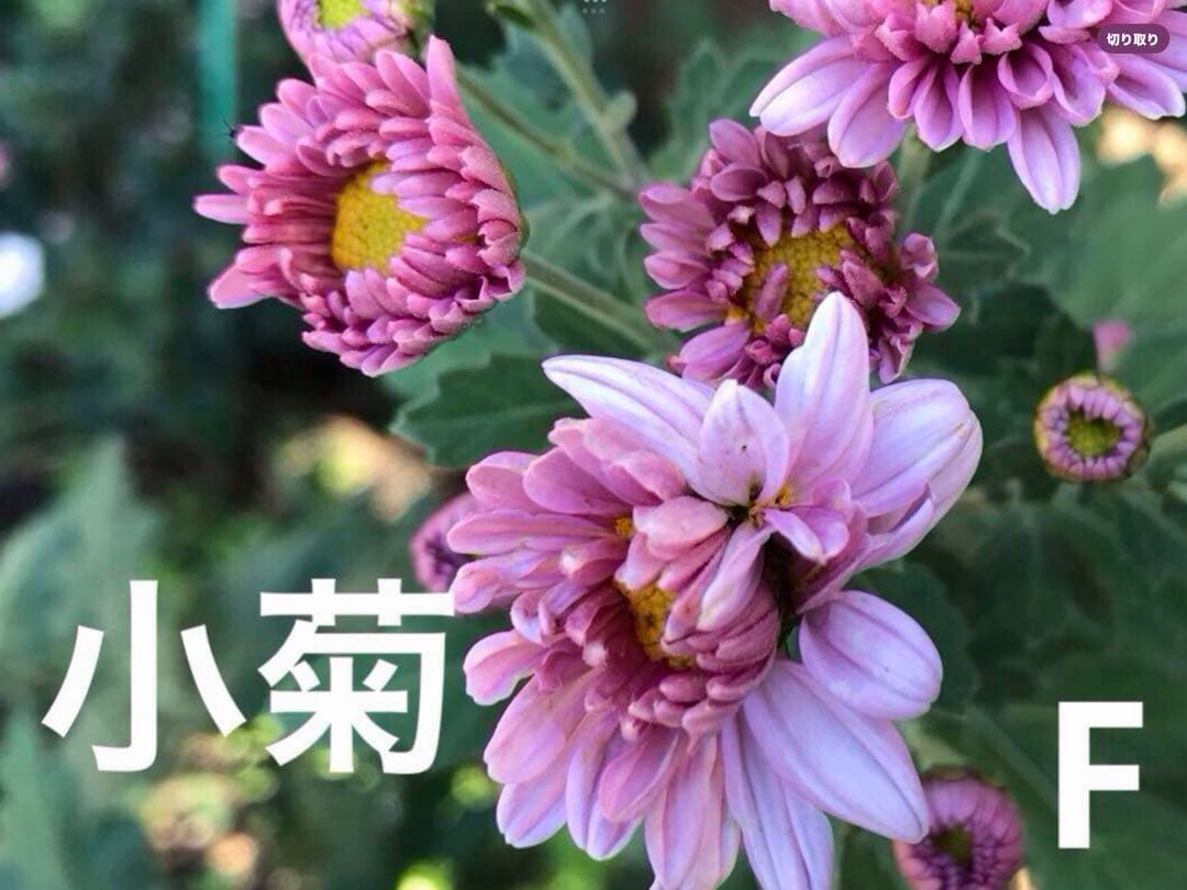 ピンク系小菊　秋咲き