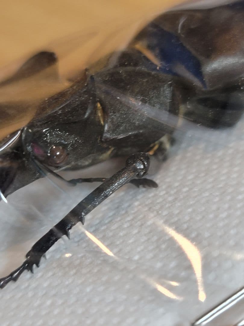 野外品　ケルブスミヤマ　クワガタ 標本