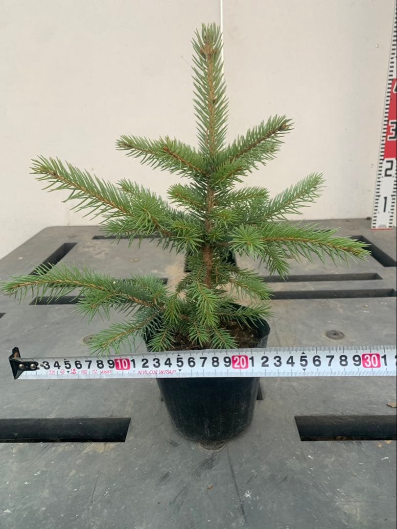 ピセアプンゲンス　　コロラドトウヒ