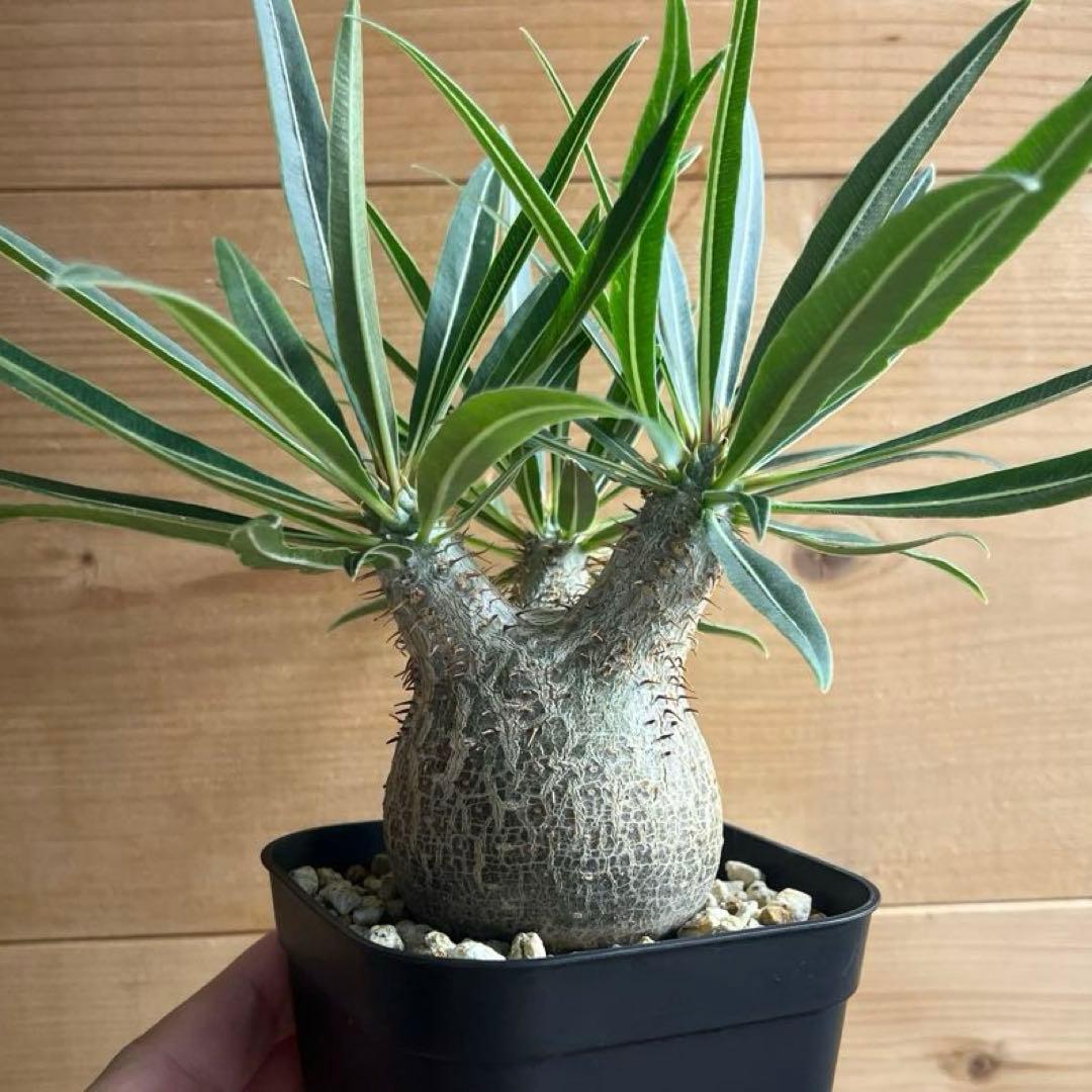 パキポディウムグラキリス 現地球 塊根幅約6cm 発根済み　現品鉢ごと発送