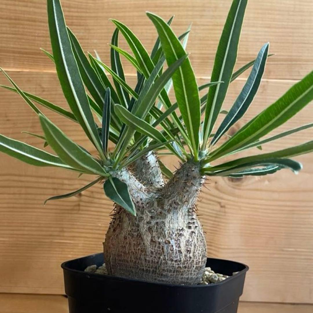 パキポディウムグラキリス 現地球 塊根幅約6cm 発根済み　現品鉢ごと発送