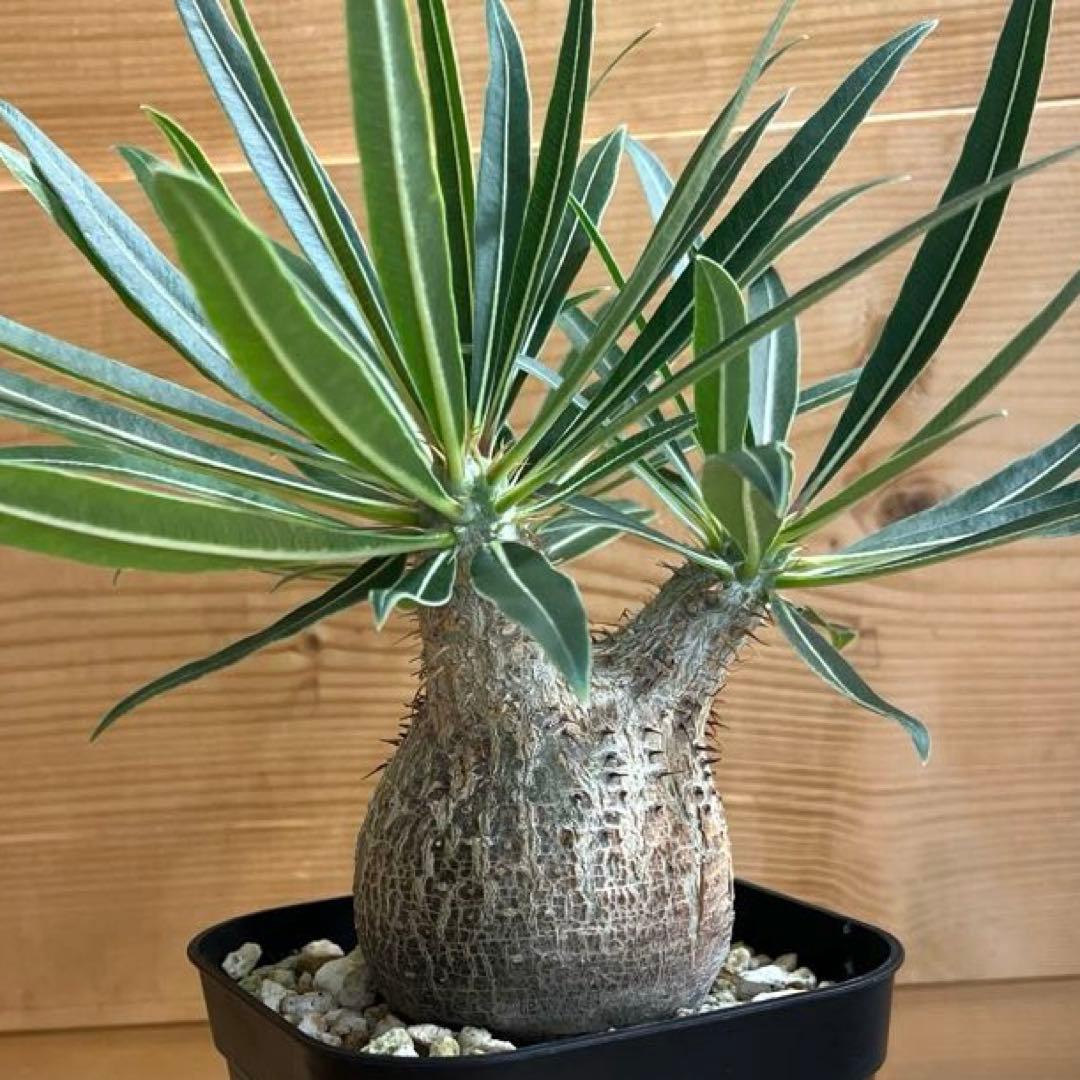 パキポディウムグラキリス 現地球 塊根幅約6cm 発根済み　現品鉢ごと発送