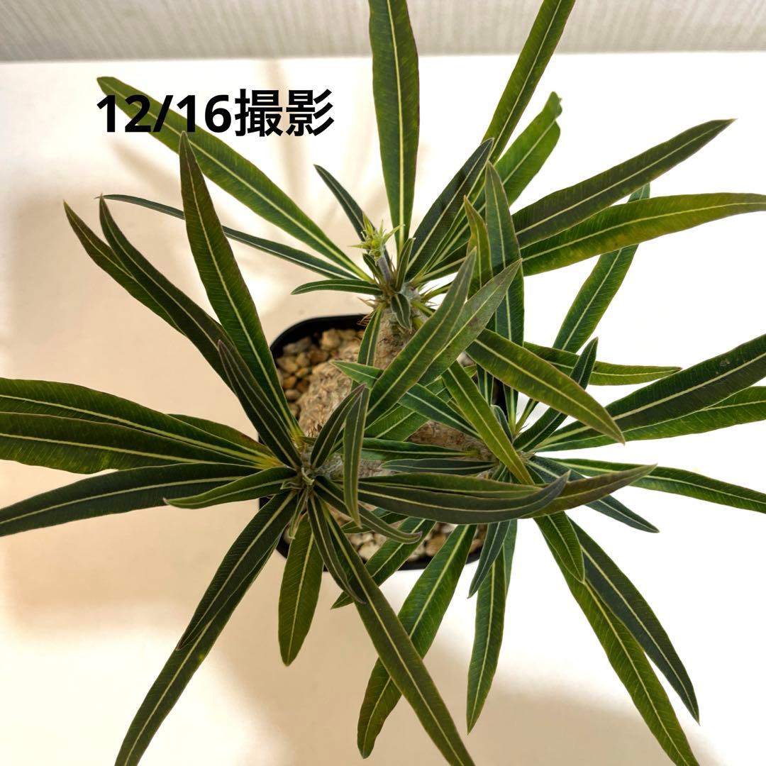 パキポディウムグラキリス 現地球 塊根幅約6cm 発根済み　現品鉢ごと発送