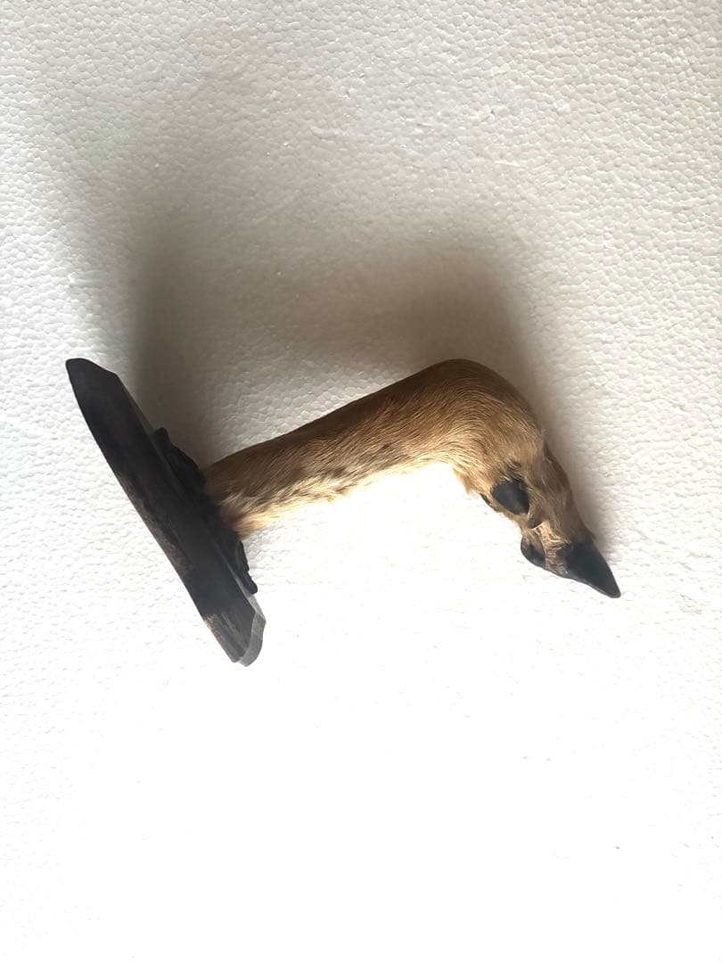 アンティーク★鹿の足壁掛け 剥製　undercover 高橋盾