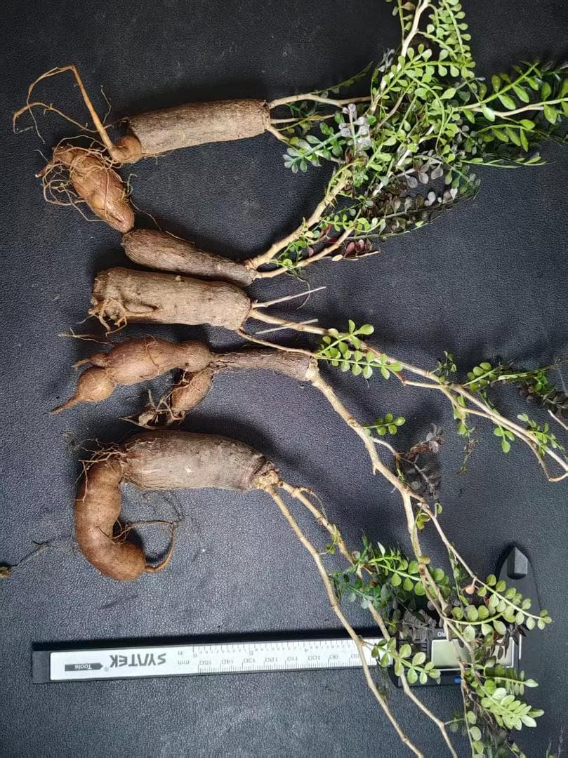 メ*郎様 オペルクリカリア パキプス／Operculicarya pachypu