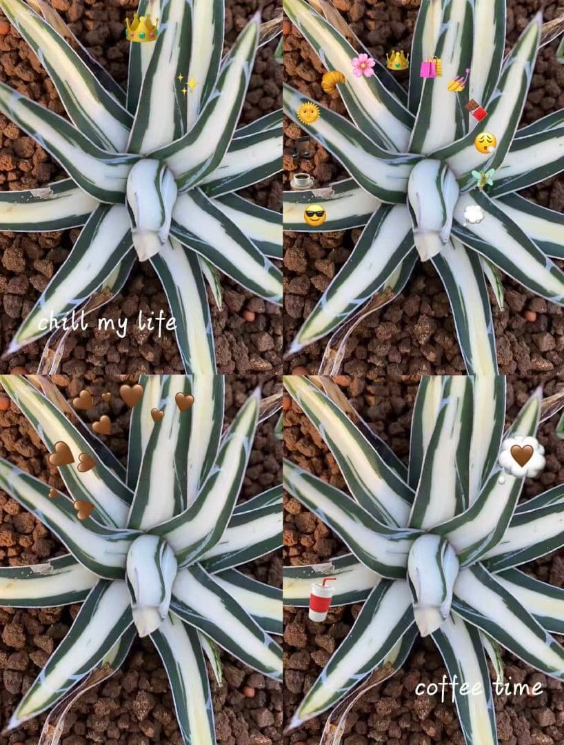 苦*虫様 2009アガベ チタノタ 丸叶氷山錦 白中斑 極上中小株 5株セット