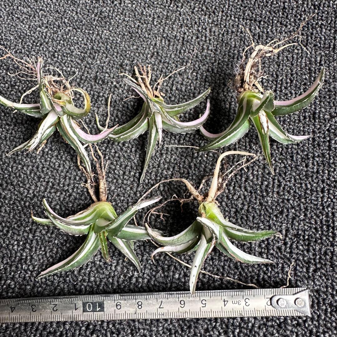 2009アガベ チタノタ 丸叶氷山錦 白中斑 極上中小株 5株セット