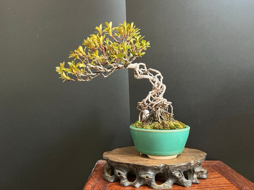 皐月盆栽　華厳　根上がり　小品盆栽　花芽あり　根芸、小葉、(検索用　サツキ、花物
