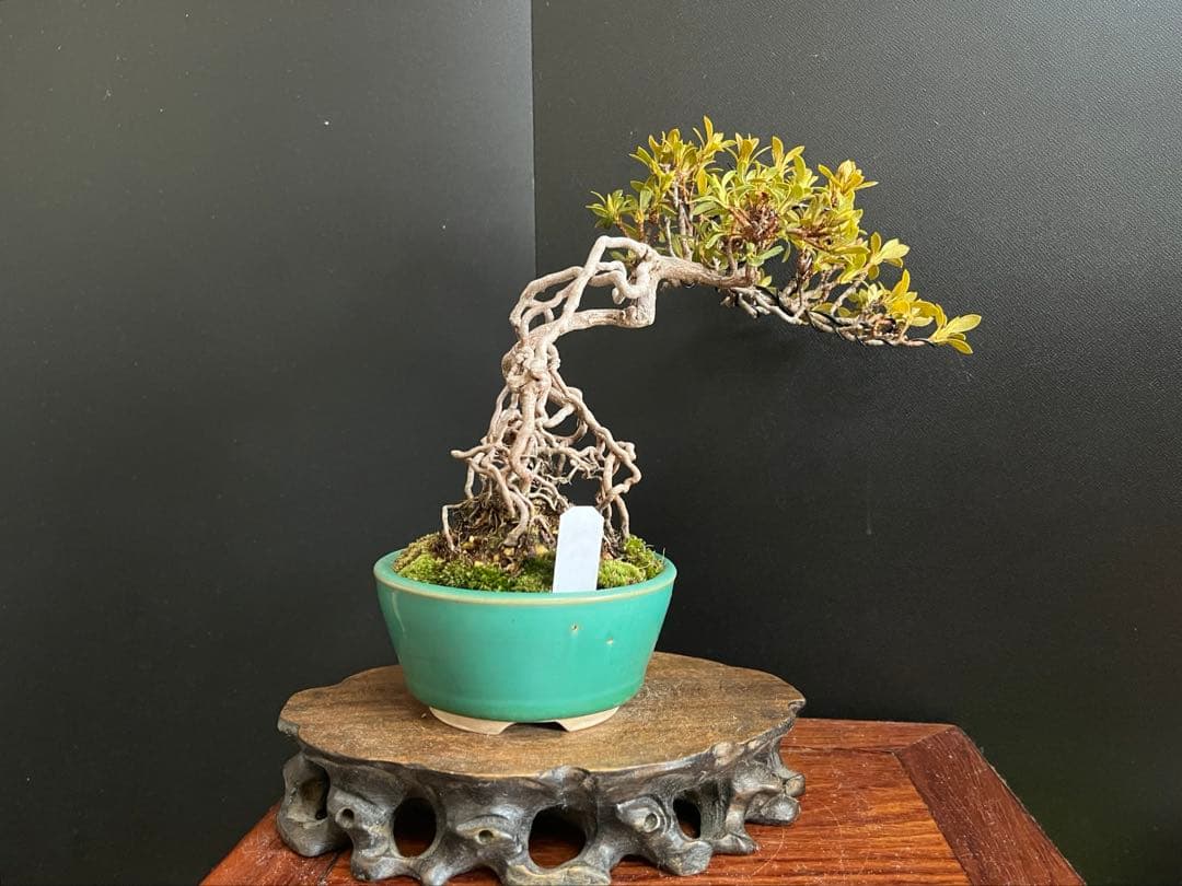 皐月盆栽　華厳　根上がり　小品盆栽　花芽あり　根芸、小葉、(検索用　サツキ、花物