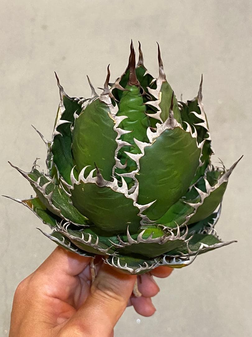 【速達付】超絶極上株 アガベ ホリダ 陽炎 超凶暴鋸歯 超コンパクト 特選株