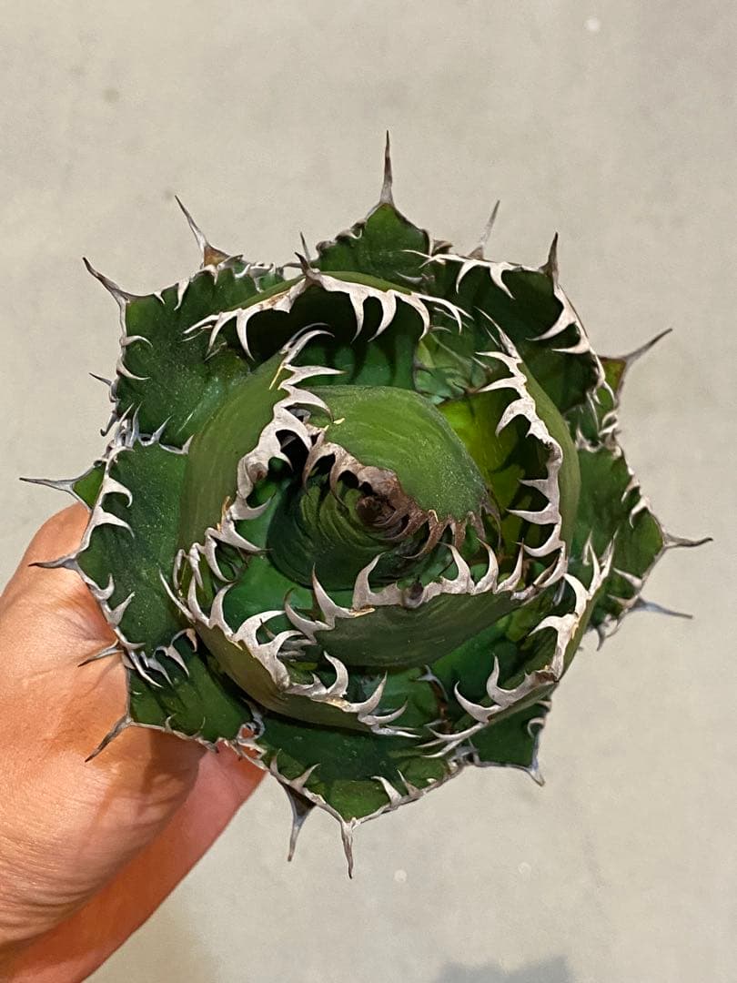 【速達付】超絶極上株 アガベ ホリダ 陽炎 超凶暴鋸歯 超コンパクト 特選株