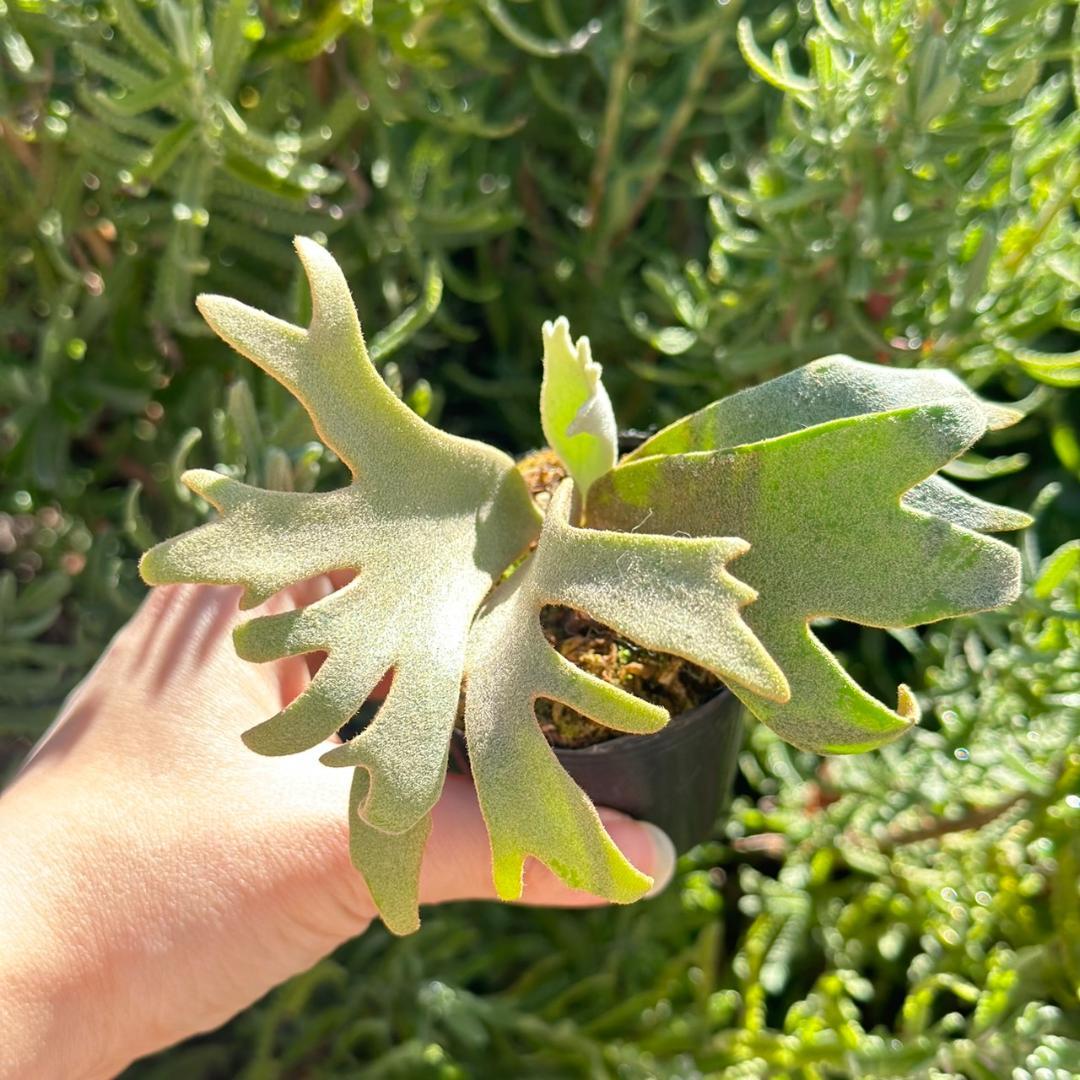 P. willinckii ’Jenny’ TC 2148