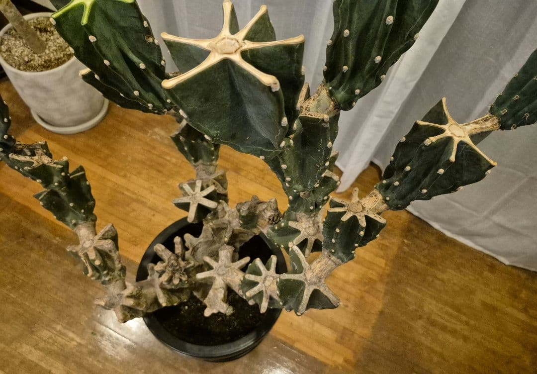 柱サボテン ブランチ 古木仕立て ハシラサボテン　鬼面角　キメンカク　10号鉢