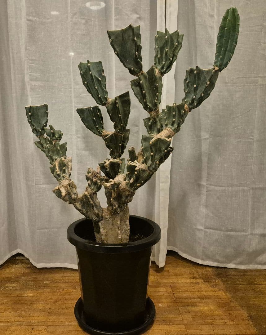 柱サボテン ブランチ 古木仕立て ハシラサボテン　鬼面角　キメンカク　10号鉢