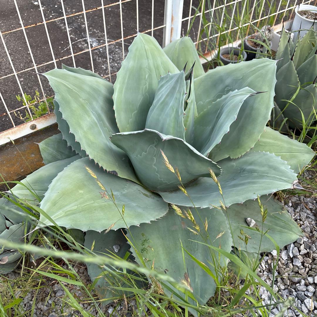 アガベ　オバティフォリアドワーフ