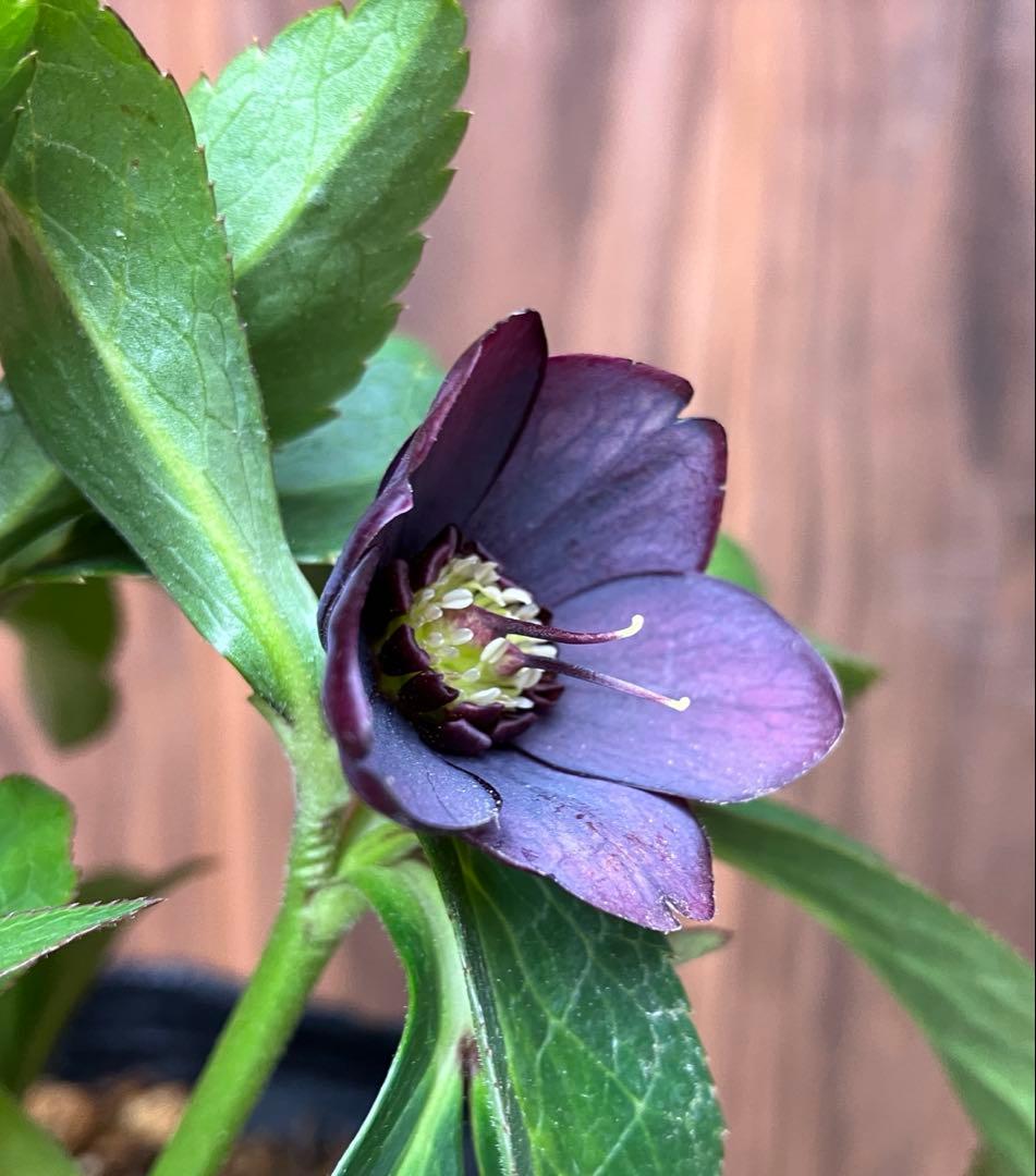 原種クリスマスローズ　開花株　クロアチカス交配　小輪　充実株　ポットのまま発送