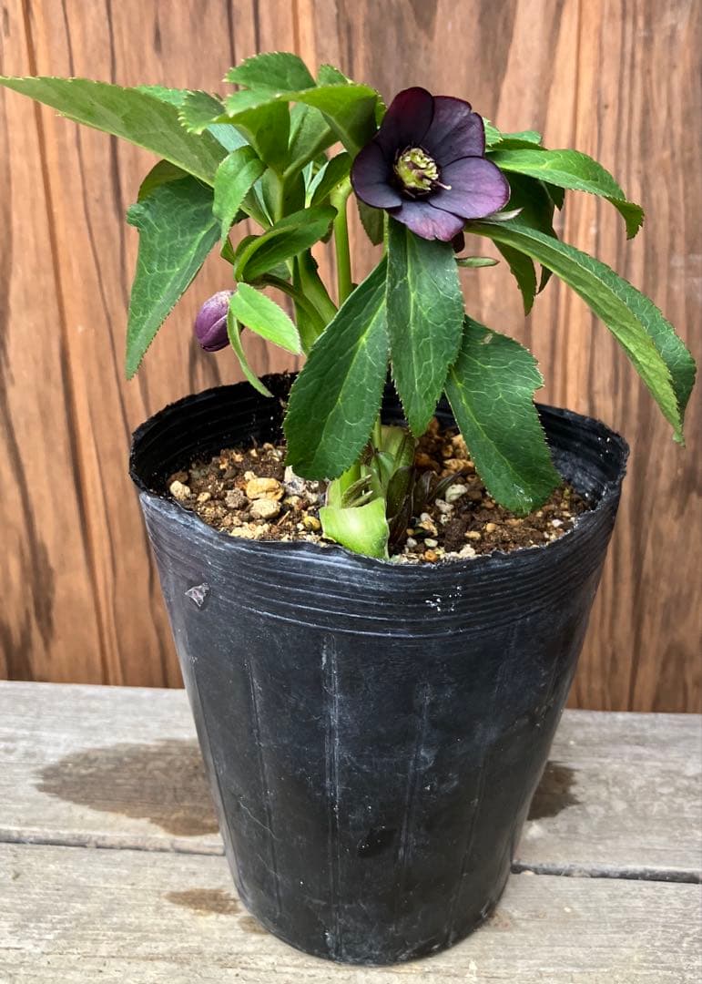 原種クリスマスローズ　開花株　クロアチカス交配　小輪　充実株　ポットのまま発送